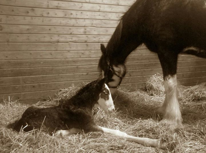 Equine and large-animal care at the Arthur Veterinary Clinic barn